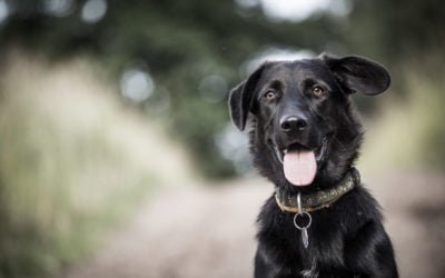 Otite Externa em Cães