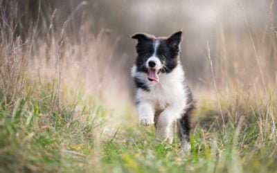 Suplementação Nutracêutica Melhora a Saúde de Cães