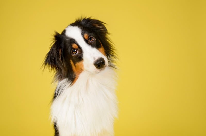 Uso da Gabapentina na Dor Neuropática em Cães