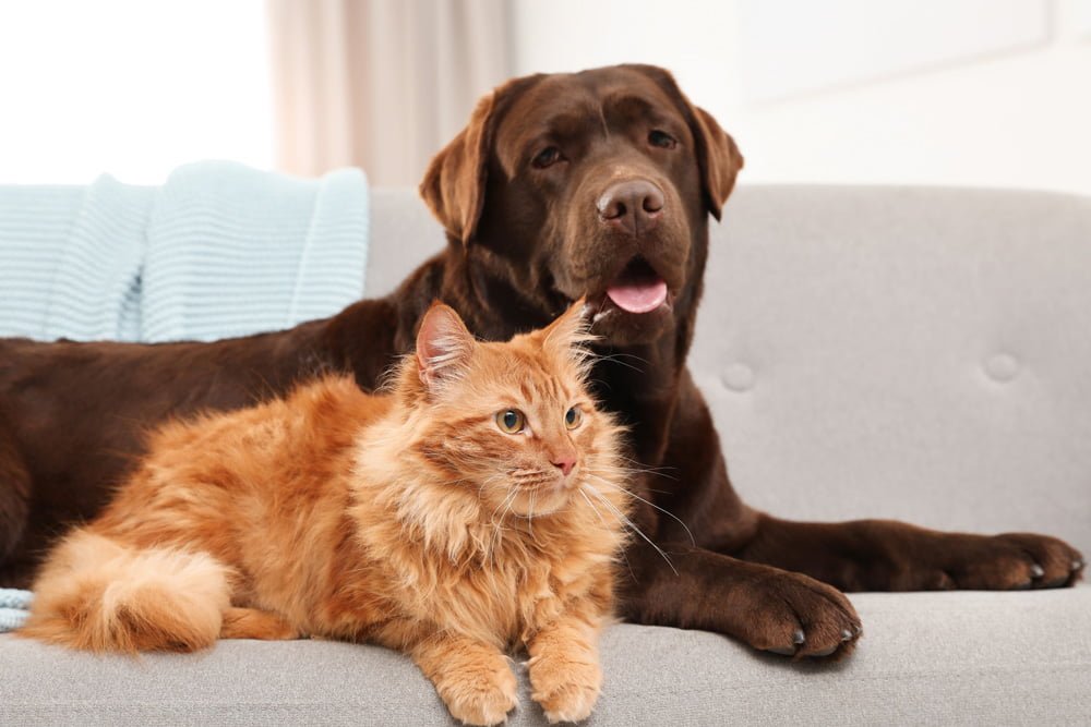 Imunomodulador em Cães e Gatos