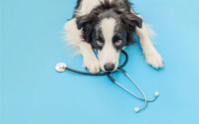 Formulações Eficazes na Dor Neuropática em Cães