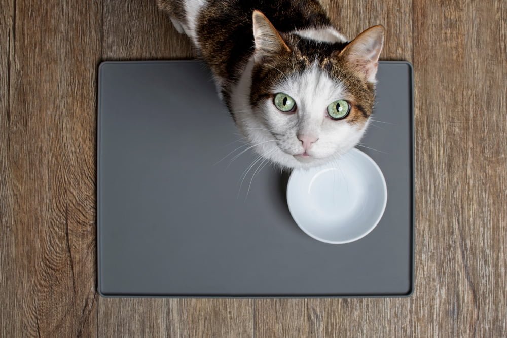Comida para gatos: 14 alimentos humanos que são seguros