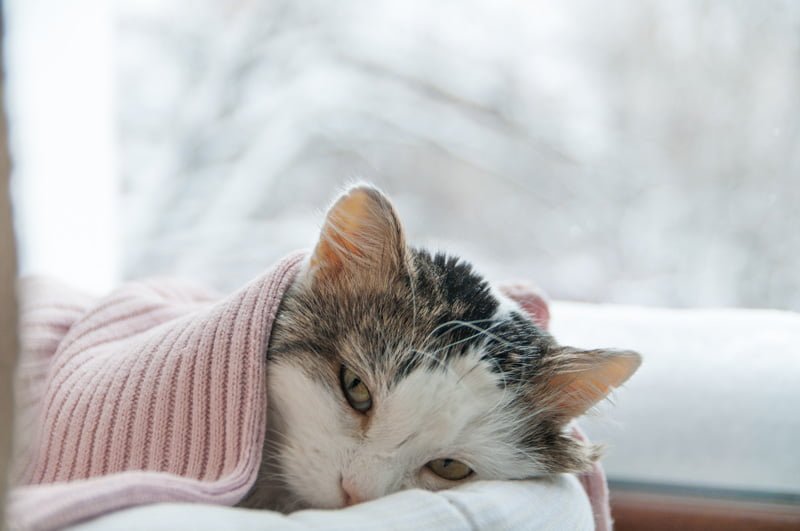 Os gatos ficam resfriados?