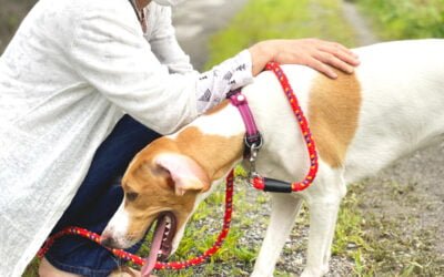 Por que meu cachorro está vomitando?