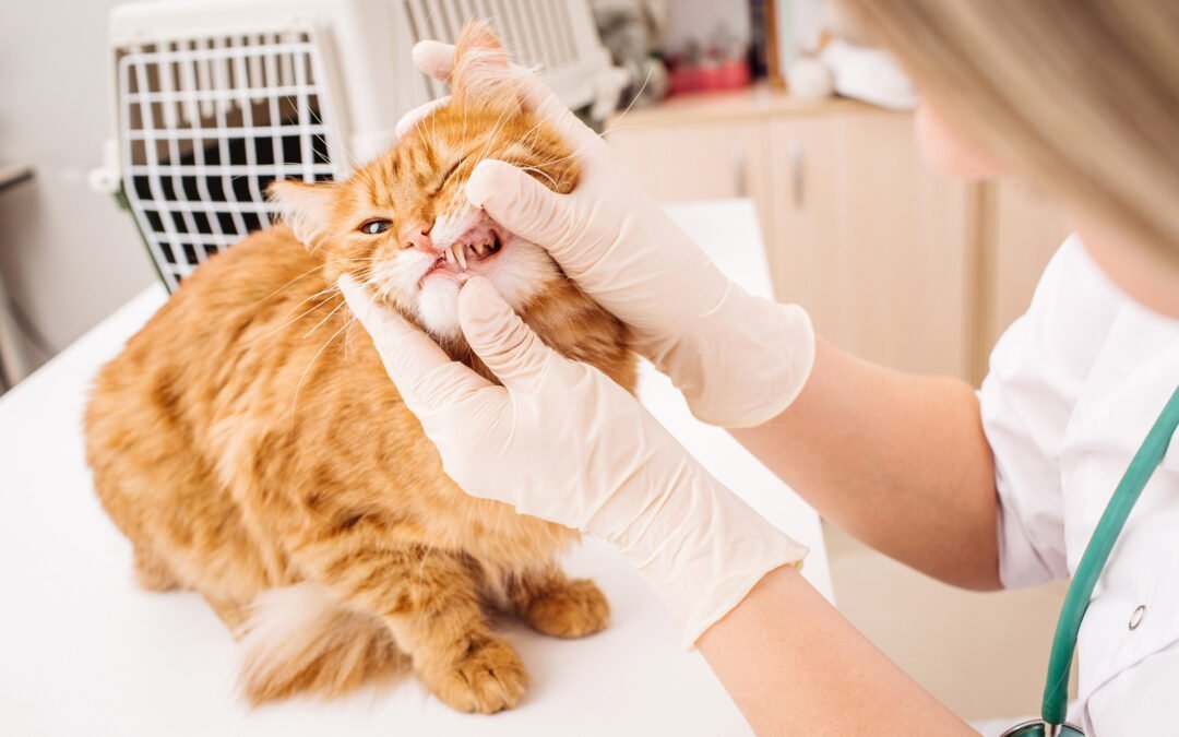 Tártaro em gatos: como funciona a prevenção e o tratamento?