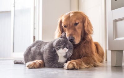 A importância dos vermífugos para os pets