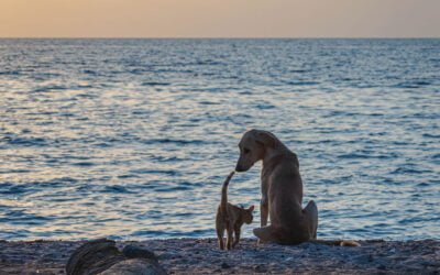 8 dicas para cuidar do seu pet no verão