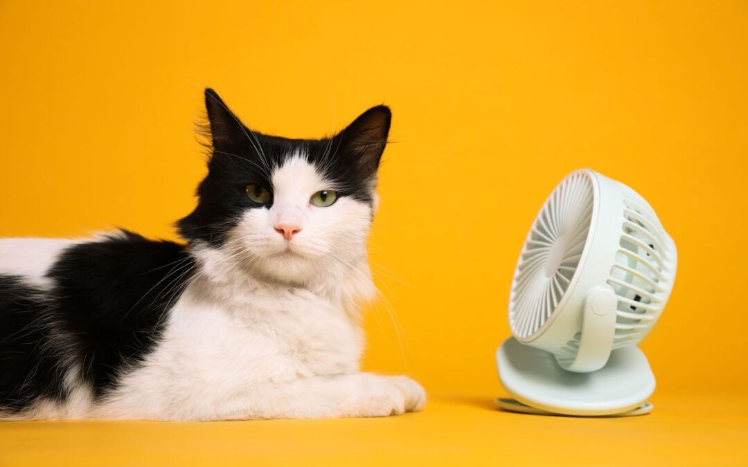 Gato com calor: é preciso refrescar o seu felino?