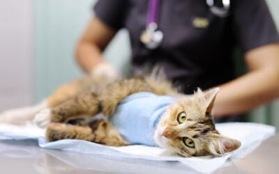 Alimentação para gatos castrados: como cuidar do seu pet após a cirurgia