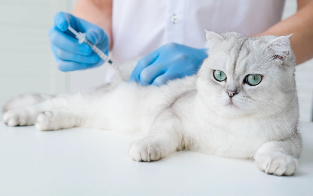 Convulsões em gatos: causas, sintomas e medidas de segurança