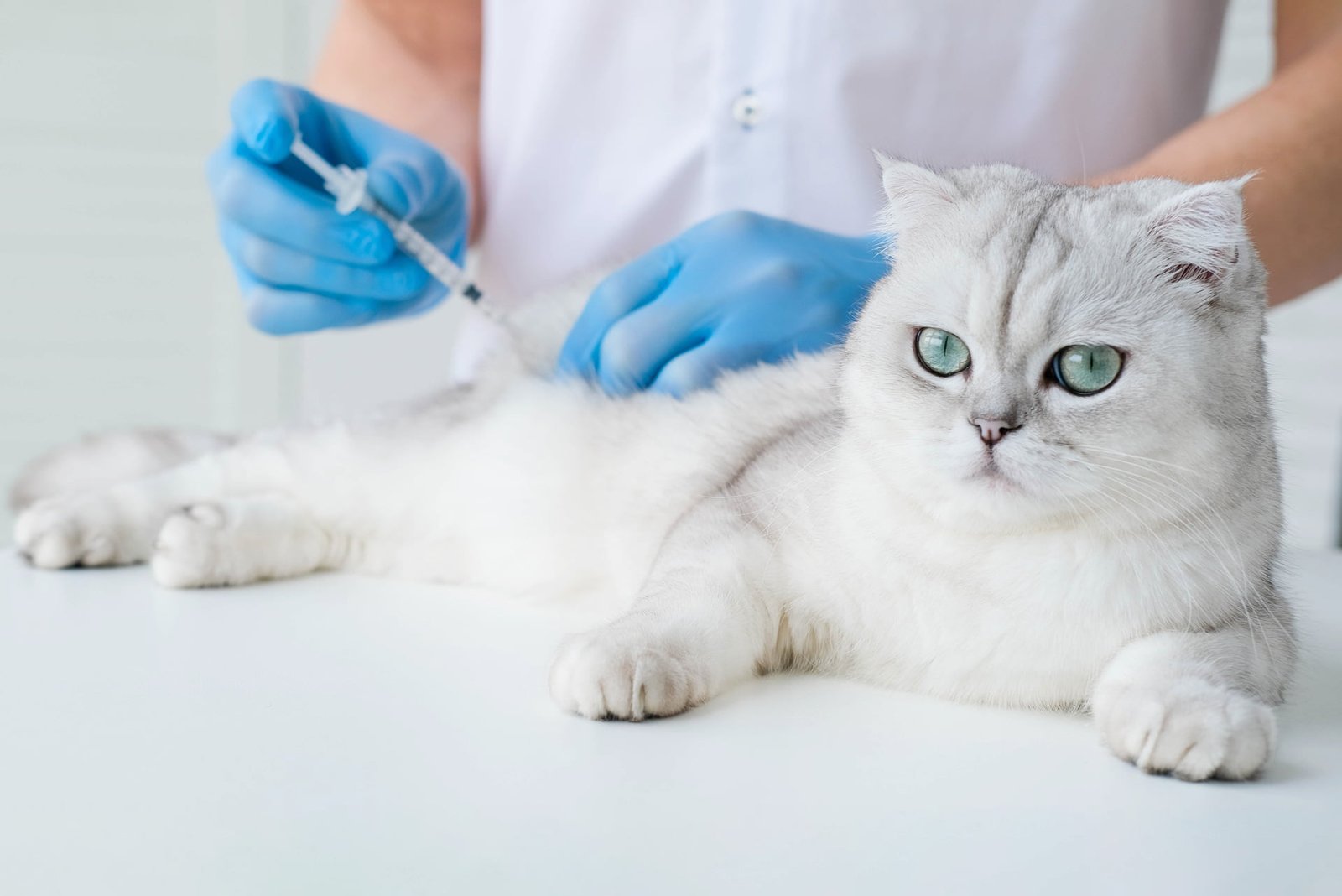 Convulsões em gatos: causas, sintomas e medidas de segurança