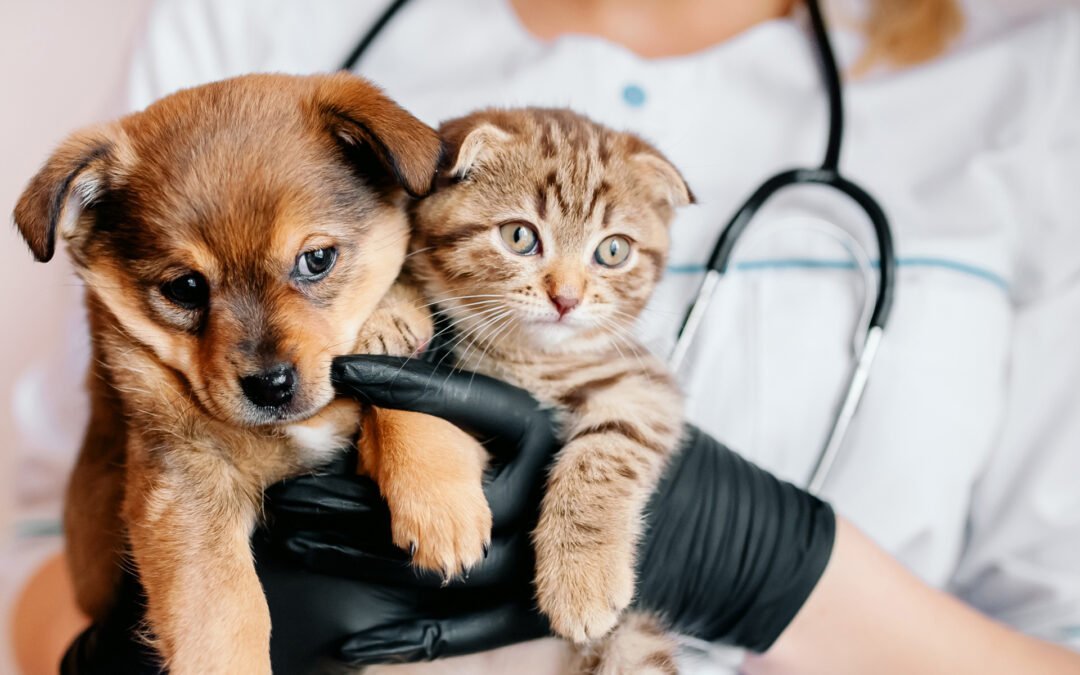 5 dicas para evitar o estresse durante a visita ao veterinário