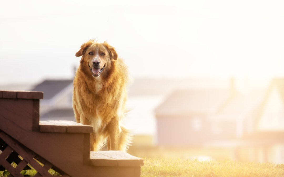 Tratando artrite em cães: alivie a dor do seu pet com medicamentos manipulados