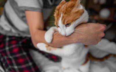 Tratando problemas de comportamento em gatos: medicamentos manipulados podem ajudar?