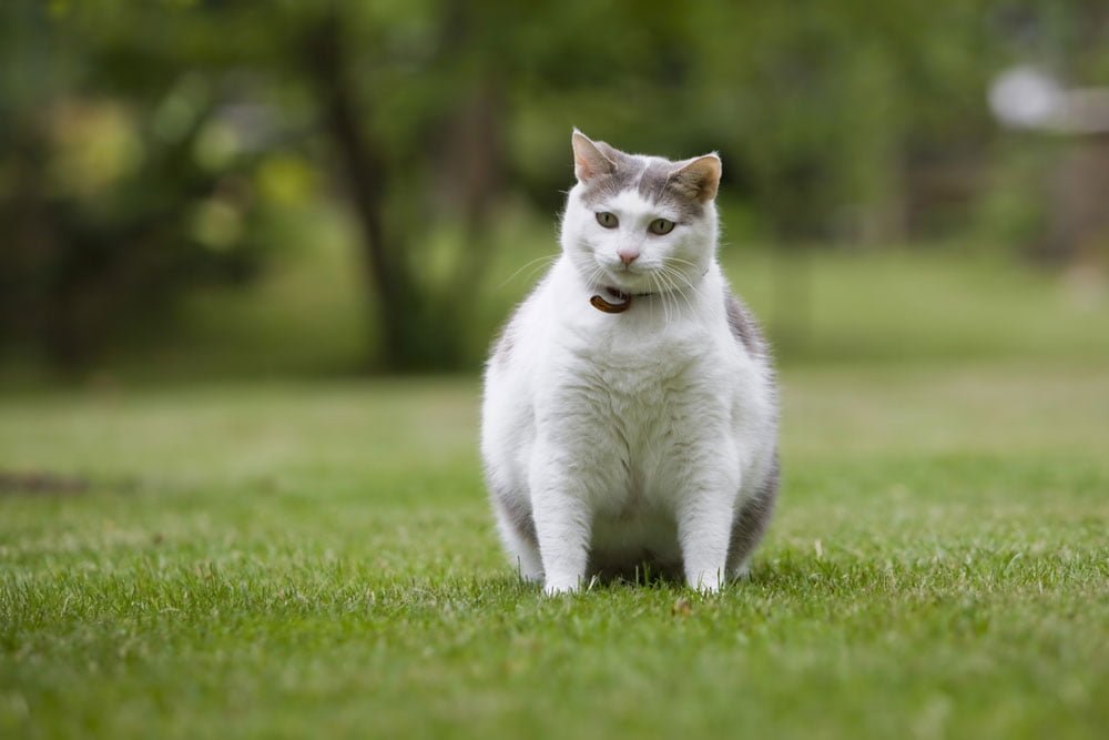 Os principais riscos da obesidade em gatos
