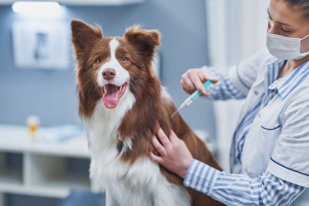 Saiba quais são as principais vacinas indicadas para cães