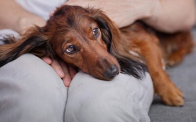 Entendendo e Avaliando a Dor em Pets, Dicas Cruciais para Donos de Gatos e Cães