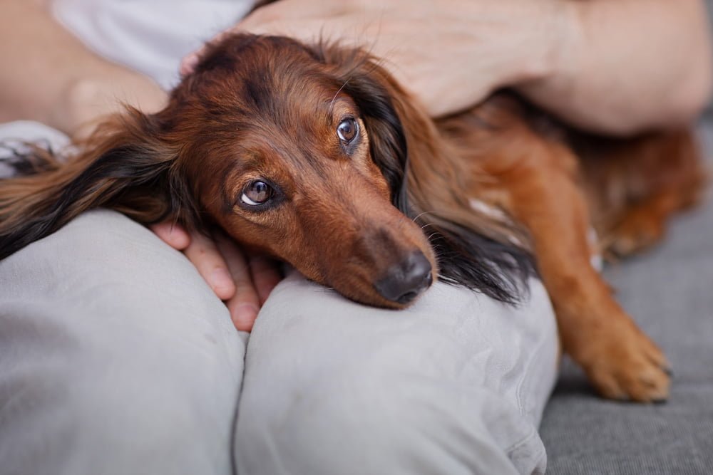 Entendendo e Avaliando a Dor em Pets, Dicas Cruciais para Donos de Gatos e Cães