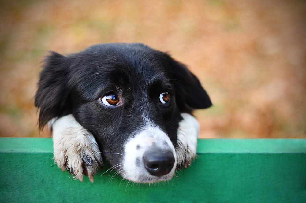 A Profundidade Emocional dos Cães, Entendendo a Relação entre Cães e Humanos