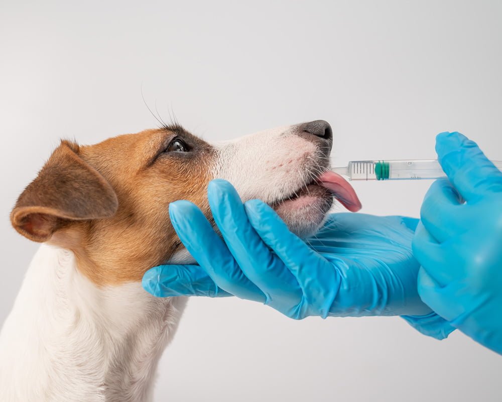 Integração de Medicina Veterinária Tradicional e Manipulação Farmacêutica para o Bem-Estar Canino
