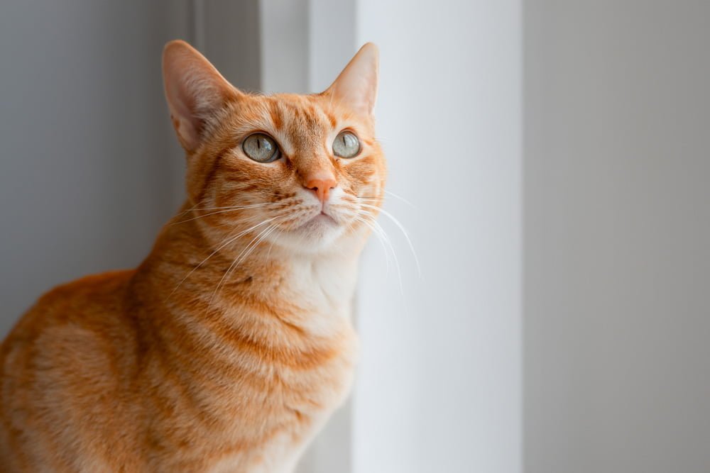 Suplementação Nutricional para Gatos, Como os Compostos Manipulados Podem Ajudar?