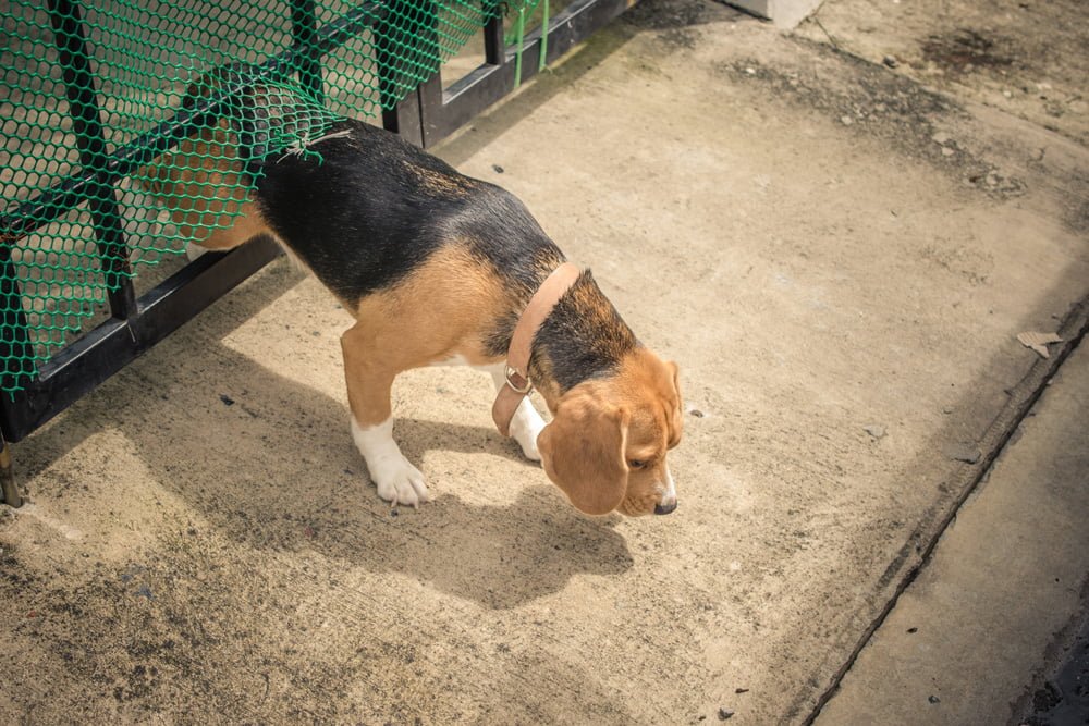 Dicas de Segurança para Evitar Fugas de Cães, Proteja Seu Pet