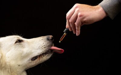 Medicamentos Veterinários Personalizados para Cães