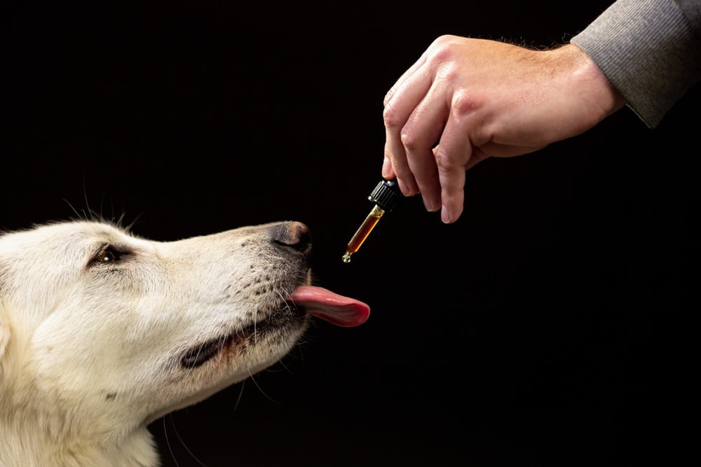 Descubra como a Vetery Farmácia Veterinária oferece soluções personalizadas e inovadoras em medicamentos para cães. Explore a variedade de medicamentos, especialmente formulados seu pet.