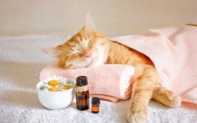 Soluções de Medicamentos Personalizados para Gatos