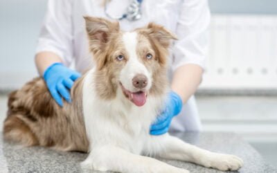 Efeito de Uma Dose Oral Única de Gabapentina em Cães