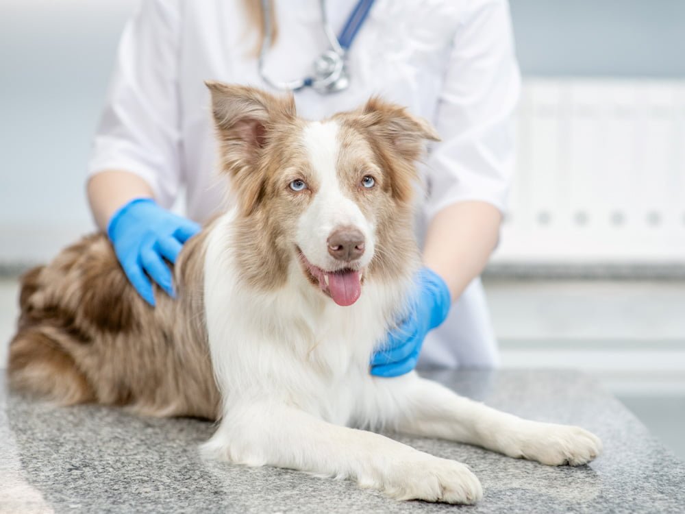 Efeito de Uma Dose Oral Única de Gabapentina em Cães