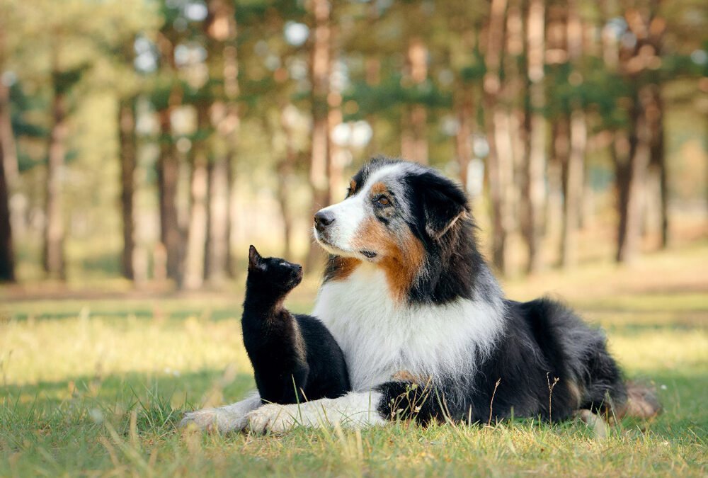 Refluxo Gastroesofágico e Esofagite em Cães e Gatos