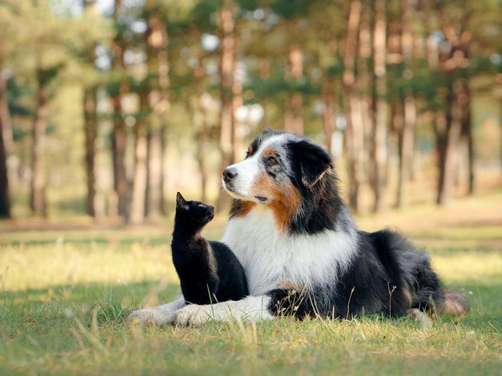 Refluxo Gastroesofágico e Esofagite em Cães e Gatos