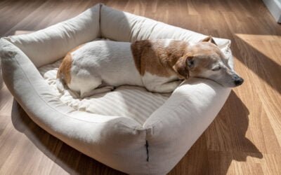 Meu Cachorro Adora Tomar Sol, Exposição Solar para Cães, Benefícios e Cuidados Essenciais