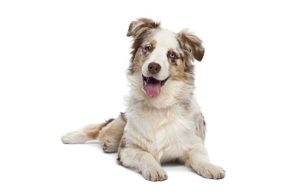 Comunicação Canina, Como Entender os Sinais e Comportamentos do Seu Cão