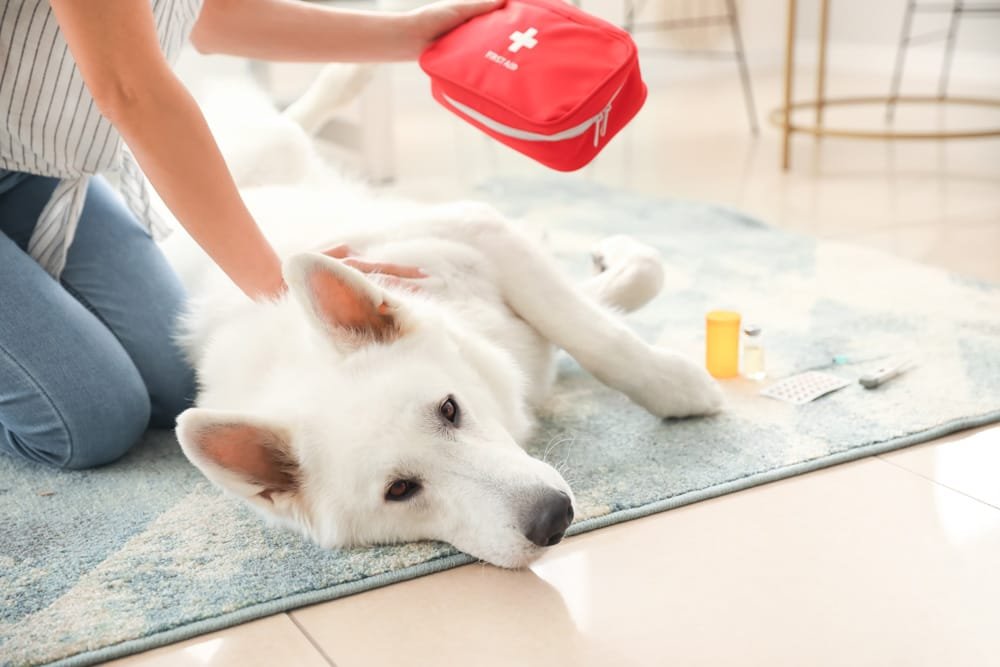 Primeiros Socorros para Cães, o Que Fazer em Situações de Emergência