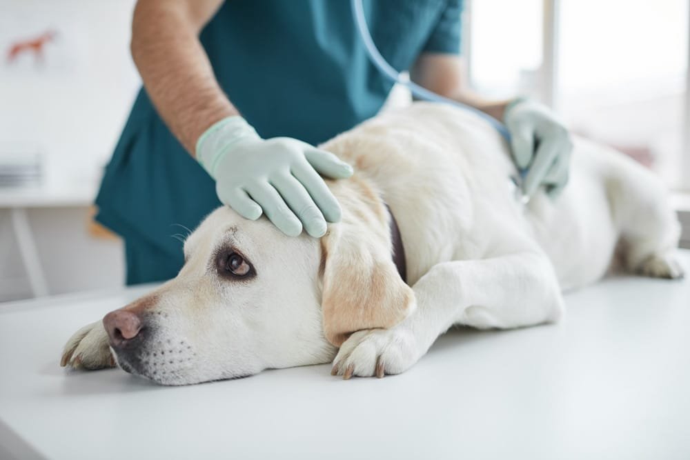 Desvendando o Mundo das Vacinas, o Guia Completo para a Saúde do Seu Cão