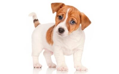 Primeiras semanas do filhote e como os florais ajudam no processo de adaptação