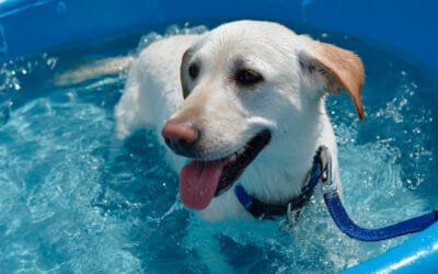 Cuidados com o cão no verão e 6 pontos fundamentais de atenção em dias quentes