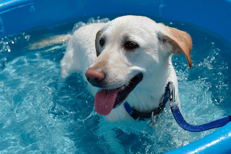 Cuidados com o cão no verão e 6 pontos fundamentais de atenção em dias quentes