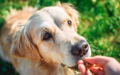 Como melhorar a rotina do seu cão com apenas 15 minutos por dia e apoio de suplementos manipulados