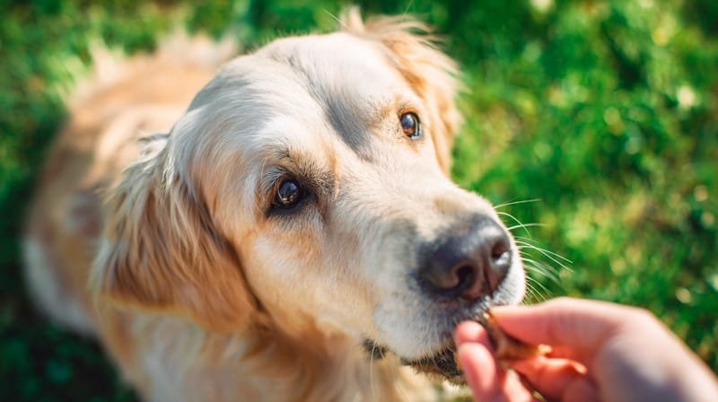Como melhorar a rotina do seu cão com apenas 15 minutos por dia e apoio de suplementos manipulados
