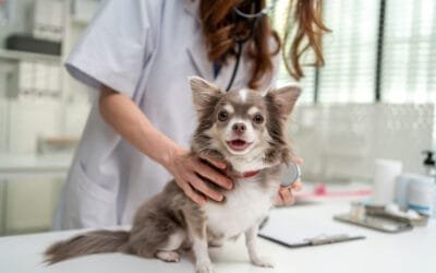 Doença Cardíaca em Cães e Gatos: Sintomas e Tratamento