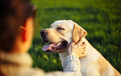 Doenças Crônicas em Cães: Como Identificar e Melhorar a Qualidade de Vida