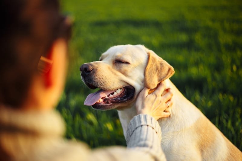 Doenças Crônicas em Cães: Como Identificar e Melhorar a Qualidade de Vida