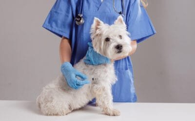 Medicina Preventiva Canina: Vacinas, Vermífugos e Monitoramento da Saúde