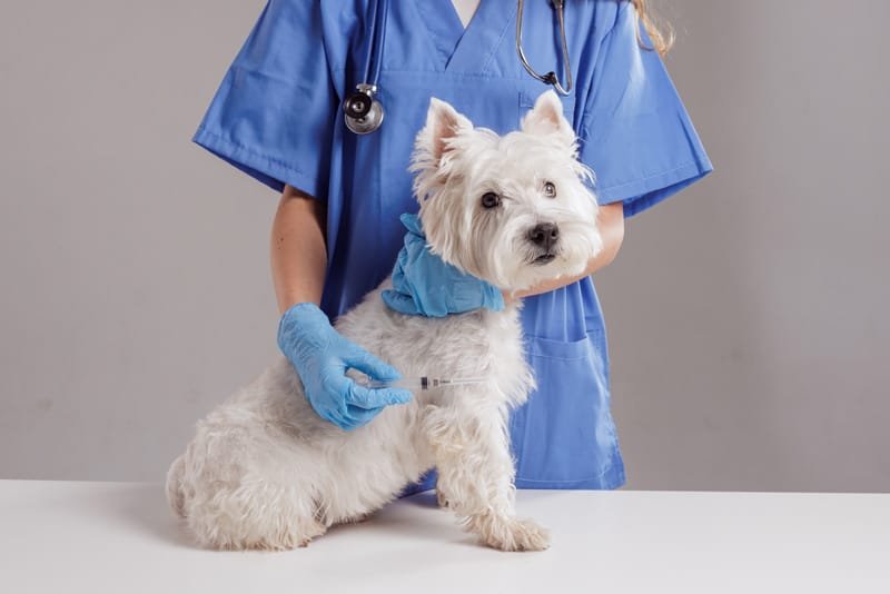 Medicina Preventiva Canina: Vacinas, Vermífugos e Monitoramento da Saúde